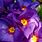 Primula Lily Purple