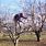 Pruning an Apple Tree