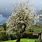 Prunus Domestica Tree