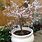 Prunus Pot