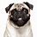 Pug Face PNG