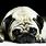 Pug HD Wallpaper