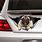 Pug Stickers Car