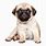 Pug Transparent Background