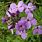 Purple 4 Petal Wildflowers