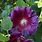 Purple Alcea Flowers