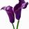 Purple Calla Lily Clip Art