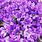 Purple Cut Flowers