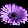 Purple Flower Pictures Free