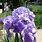 Purple Iris Japonica