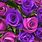 Purple Pink Roses