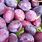 Purple Plum Fruit