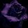Purple Rose Black Background