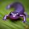 Purple Salamander