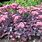 Purple Sedum Plants