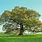 Quercus Robur Tree