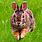 Rabbit Hopping Image