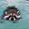Raccoon Swimming