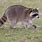 Raccoon Walking