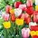 Rainbow Tulip Bulbs