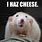 Rat with Cheese Meme