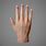 Realistic Human Hand