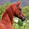 Red Arabian Horse