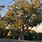 Red Cedar Tree Australia