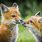 Red Fox Animal Baby