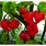 Red Habanero Pepper Plant