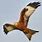 Red Kite Wales