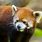 Red Panda in Zoo
