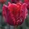 Red Parrot Tulips