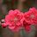 Red Plum Blossom