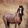 Red Roan Wild Horse