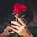 Red Rose in Hand