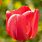 Red Tulipa