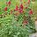 Red Valerian Centranthus