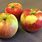 Red and Yellow Apple Varieties