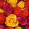 Red and Yellow Roses Background