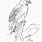 Red-tailed Hawk Coloring Page