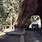 Redwood Tree Tunnel California