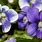 Rhode Island State Flower Violet