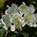Rhododendron Chionoides White
