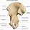 Right Hip Bone Anatomy