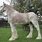 Roan Clydesdale