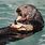 Rosa Sea Otter