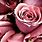 Rose Backgrounds for Computer