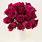 Rose Flower Merlot Color