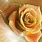 Rose Gold Flower Background